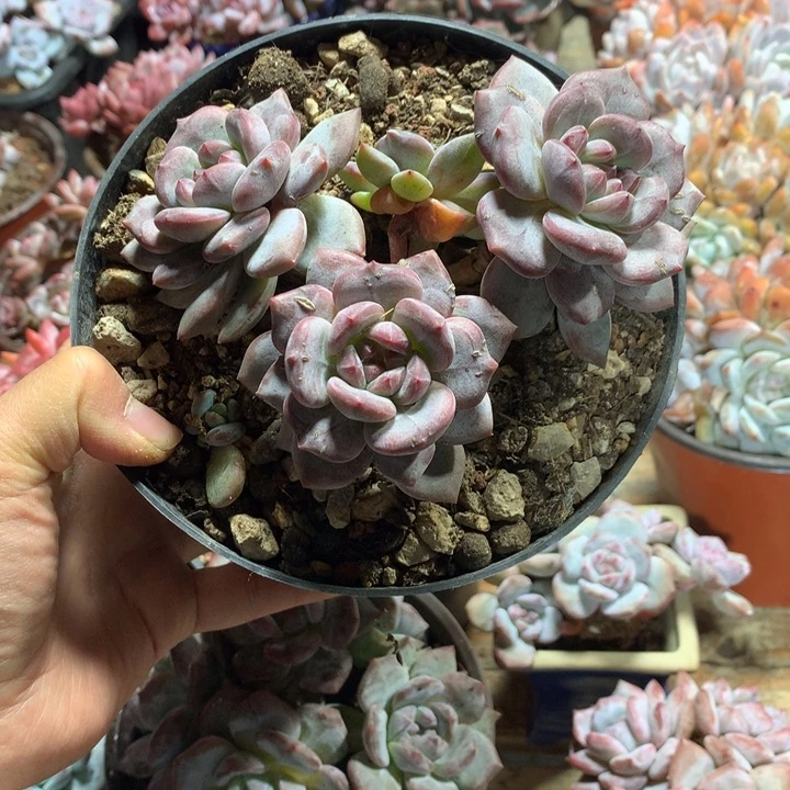 哈哈哈哈哈哈哈哈哈46