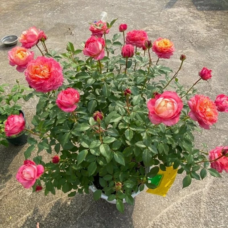 【大花美人】大花玫瑰月季室内室外盆栽地栽阳台庭院四季开花