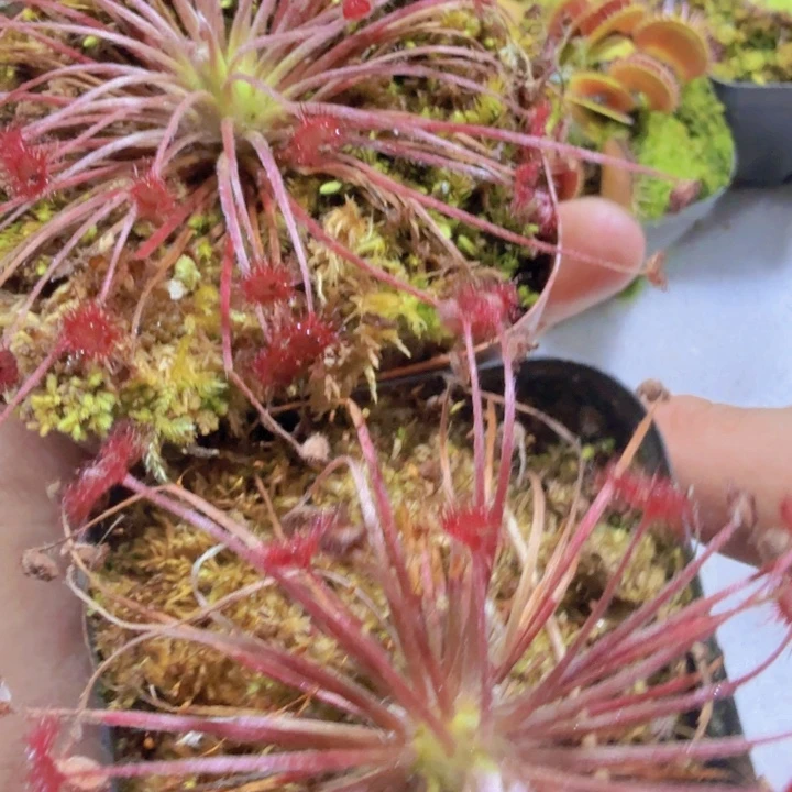 孔雀捕虫堇茅膏菜