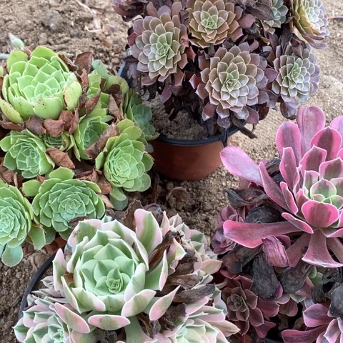 用***6凤冠铜壶水晶莲花法师多肉植物836