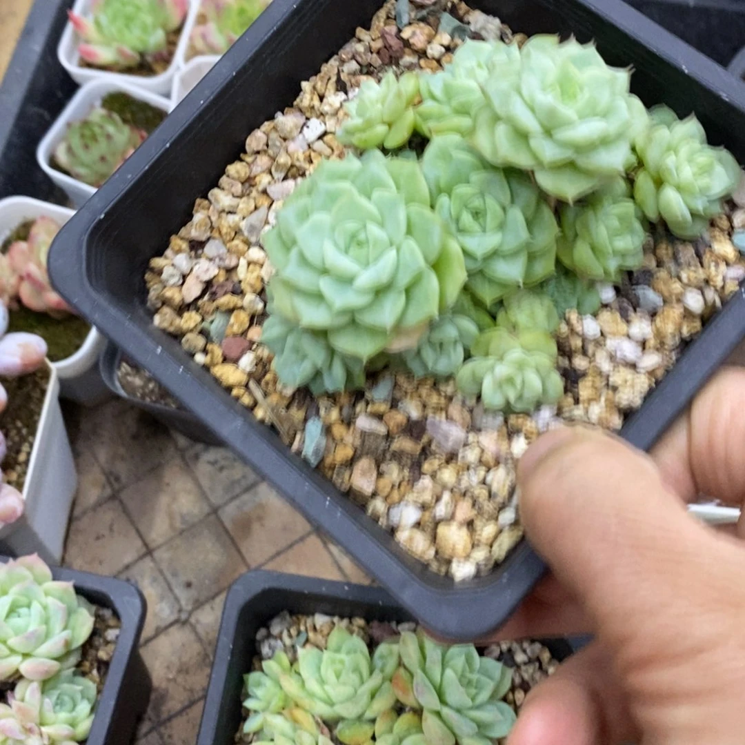 精品多肉一物一拍不包整137