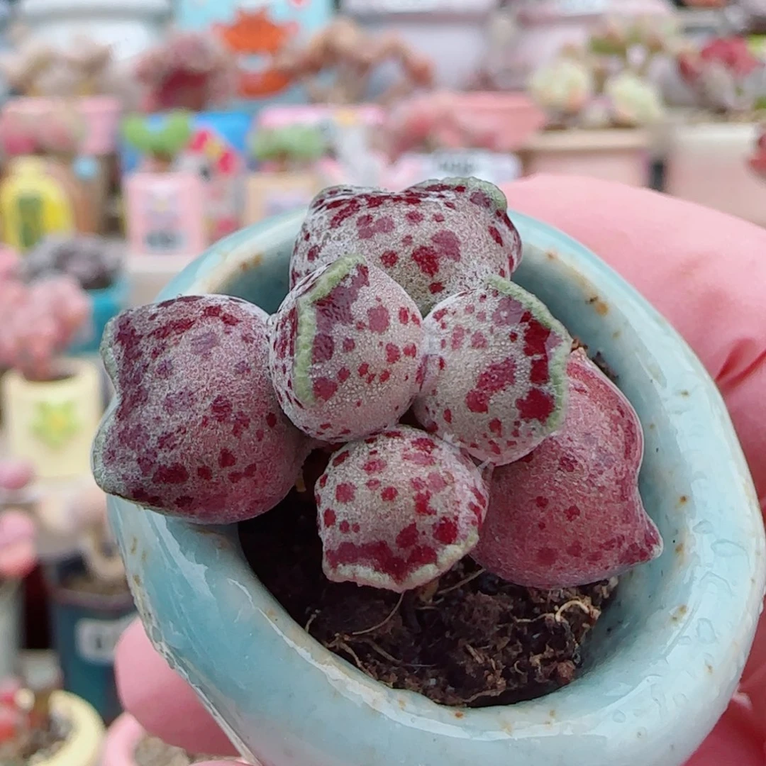 可爱猫耳海豹 盆口3cm