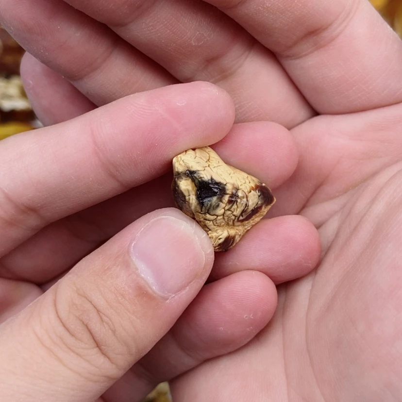 【闪购商品】定制琥珀未镶嵌呐*喳蜜蜡