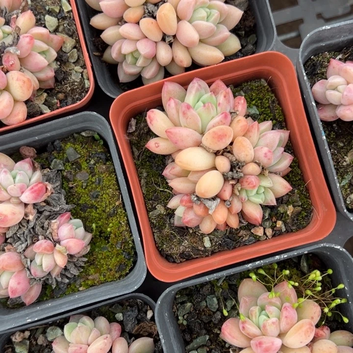 贵妃群3头以上一颗量拍多肉满20包邮初7发