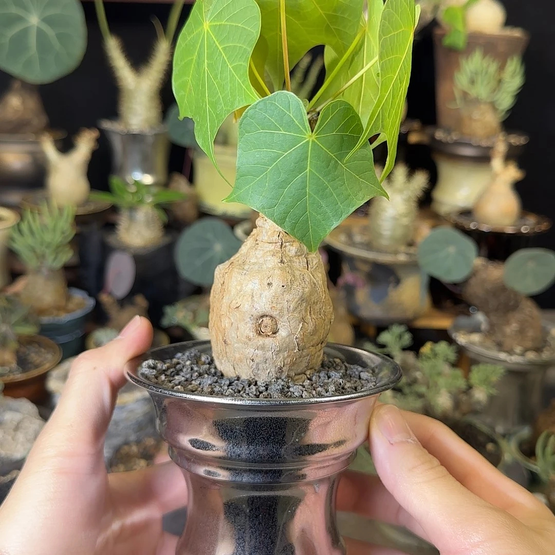 一物一拍泰国火桐18