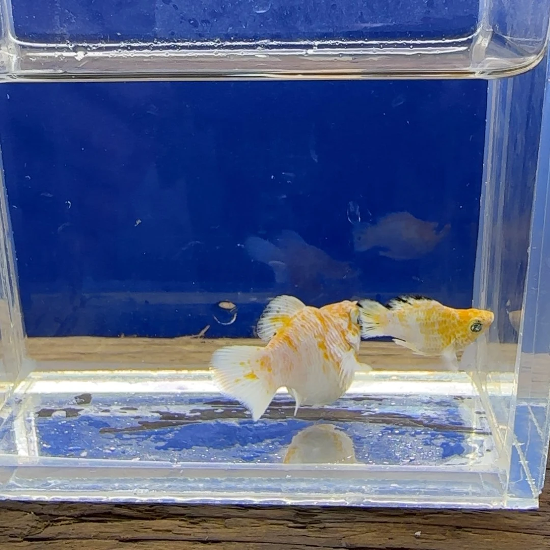 黑玛丽鱼樱花钻眼玛丽12号