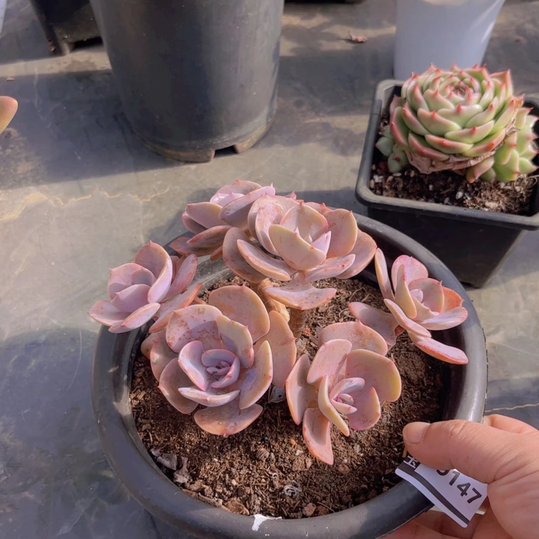 尘埃玫瑰多肉植物19147