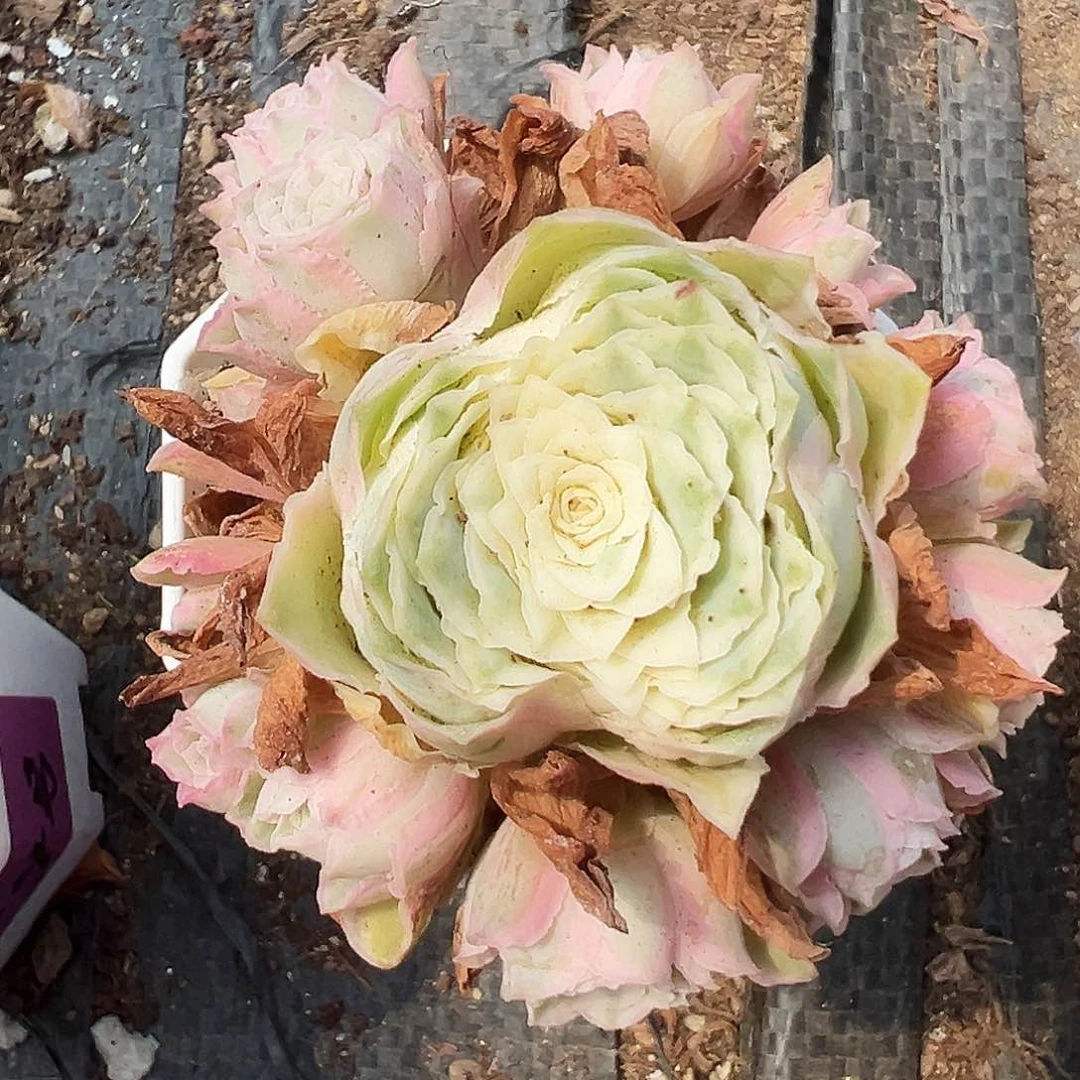 山地玫瑰锦秋夕7月18日900号