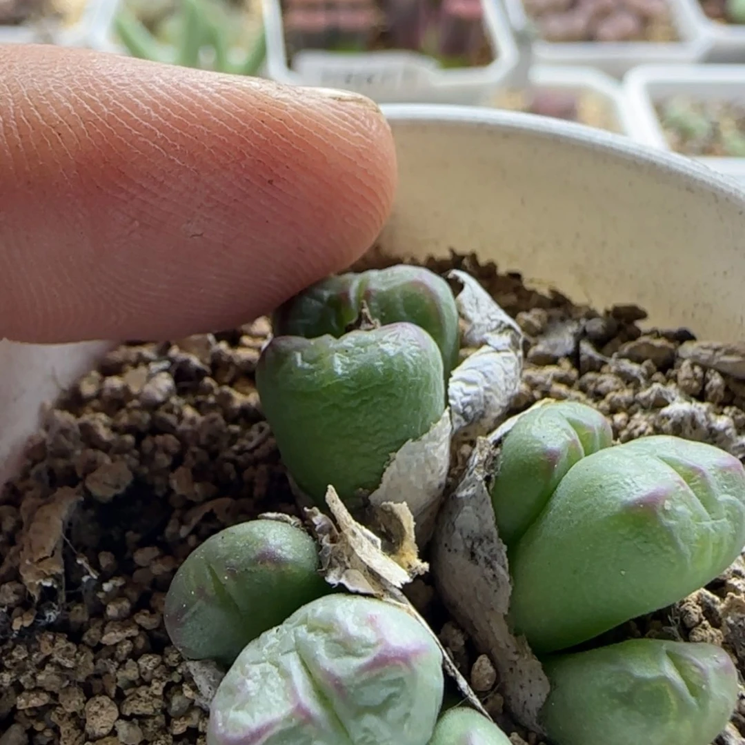 【闪购商品】小*七15683