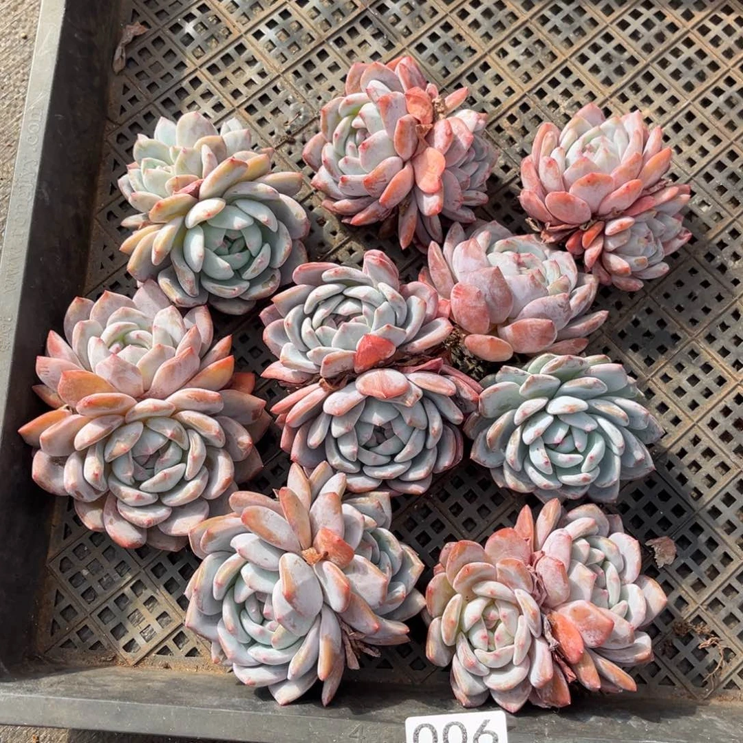 006号新疆西藏内蒙古不包邮