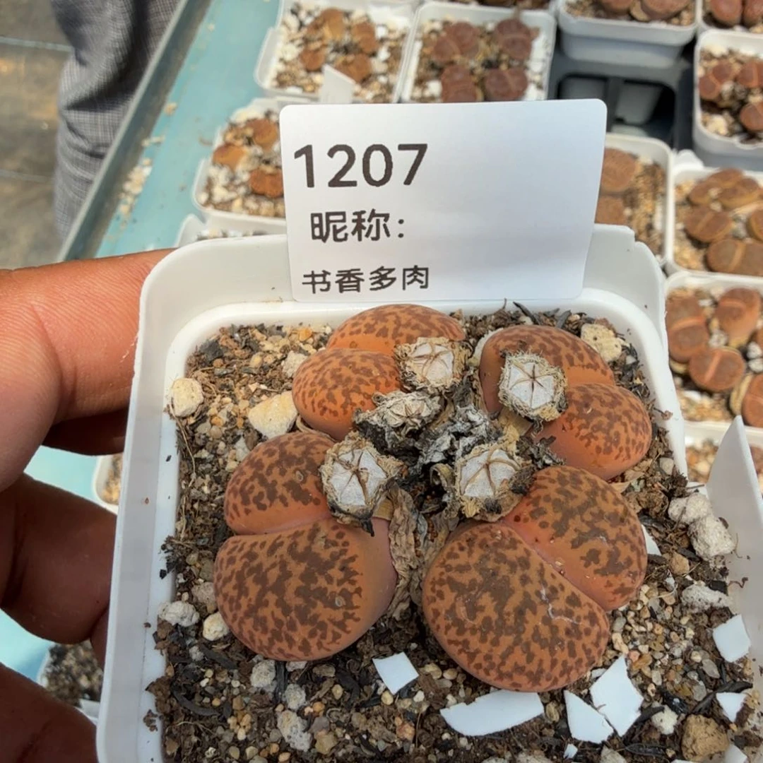 少*游多肉植物多肉植物多肉植物