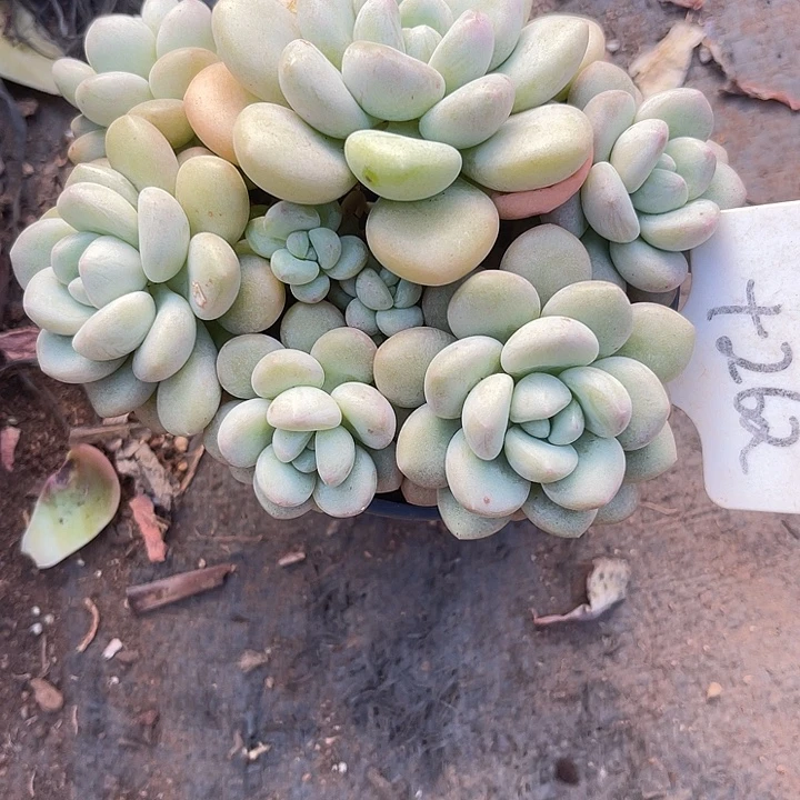 三***)两单包邮，一物一拍262