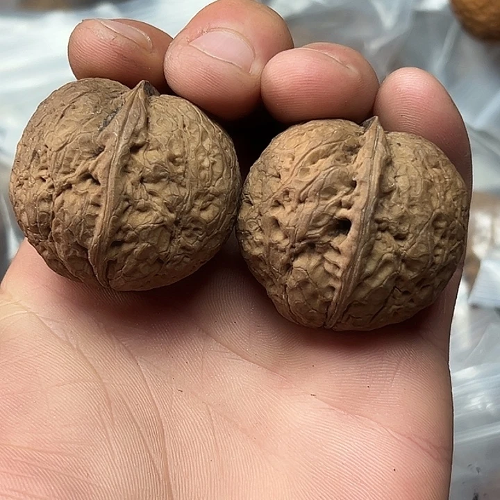 核桃15号心型元宝39尺