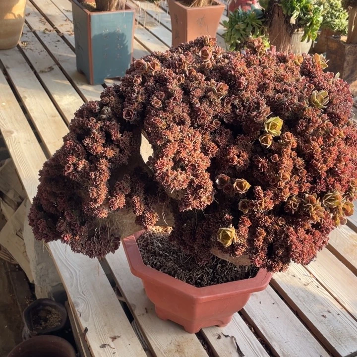 法师老桩缀化玫瑰