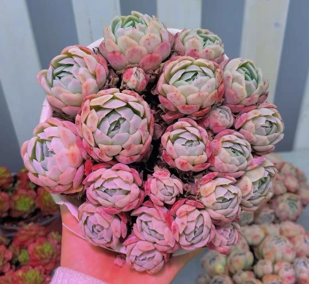 【大盆 香水贝瑞】云南精品多肉210盆贝瑞基地直发满两单包邮