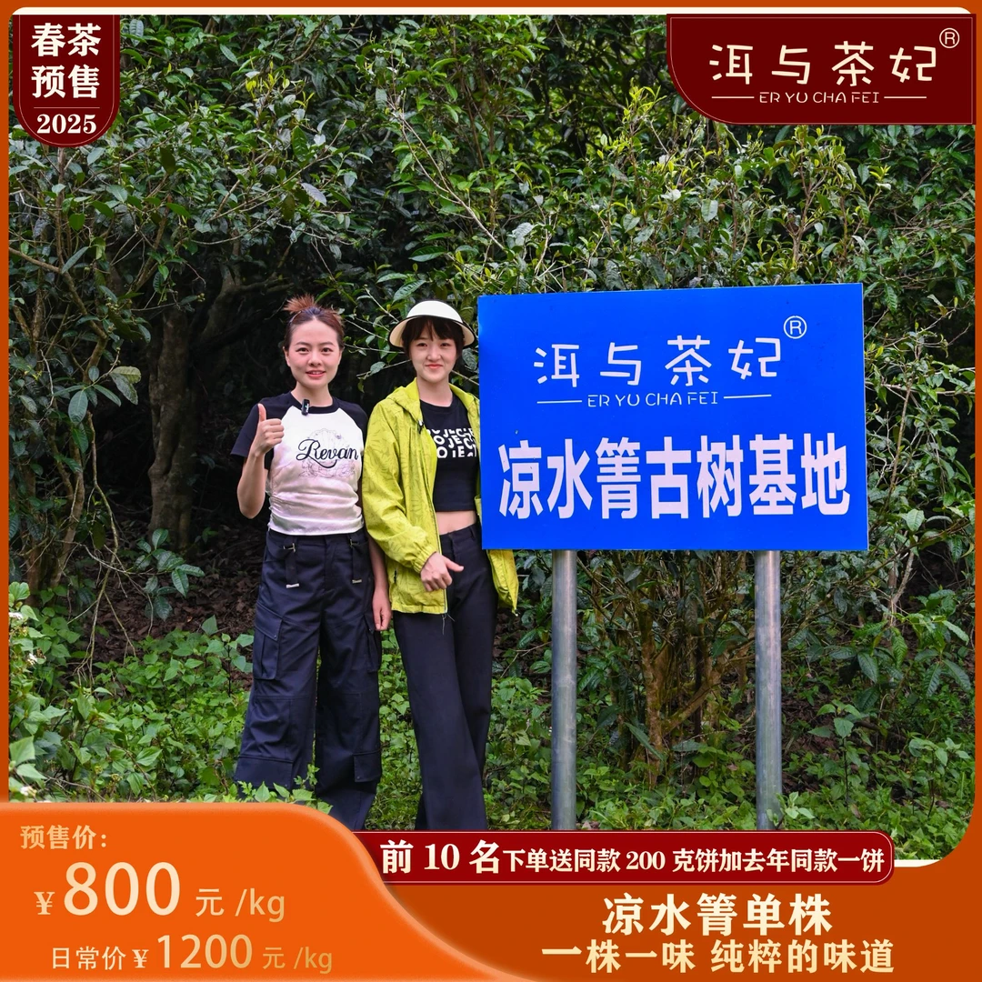 【洱与茶妃小表妹】2025年临沧凉水箐古树单株生茶1000克包邮