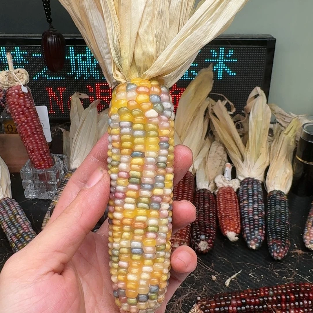 柏香籽/百香籽吊坠多*།