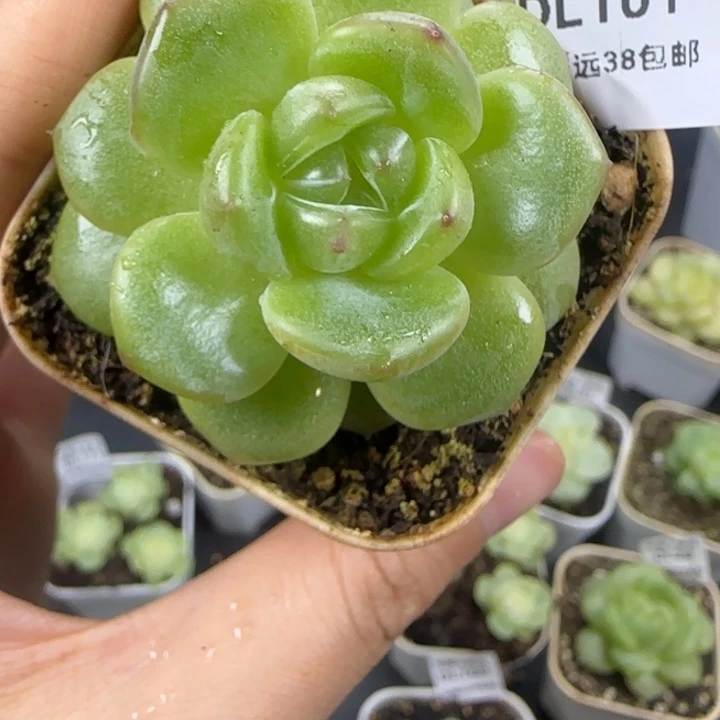 101东篱下多肉植物哈哈哈哈哈