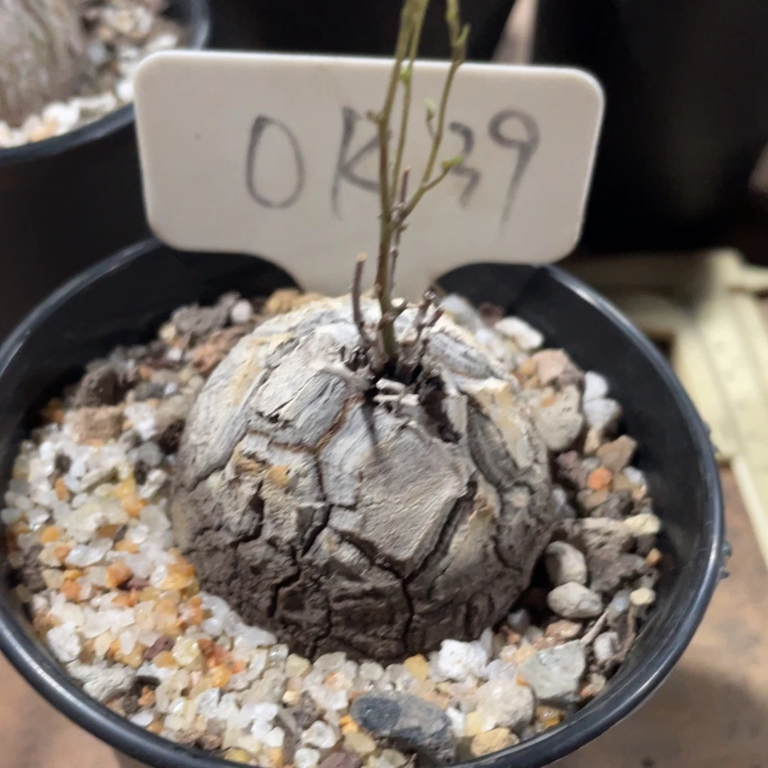 ？***@南非龟甲龙 一物一拍