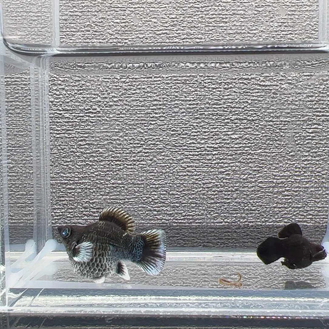 孔雀鱼电镀元宝钻眼