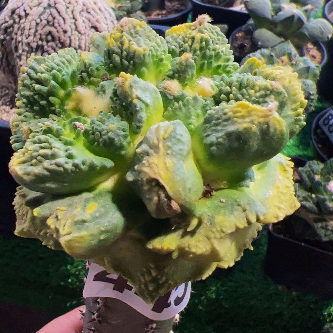 小***叔无花朵怒涛牡丹锦445
