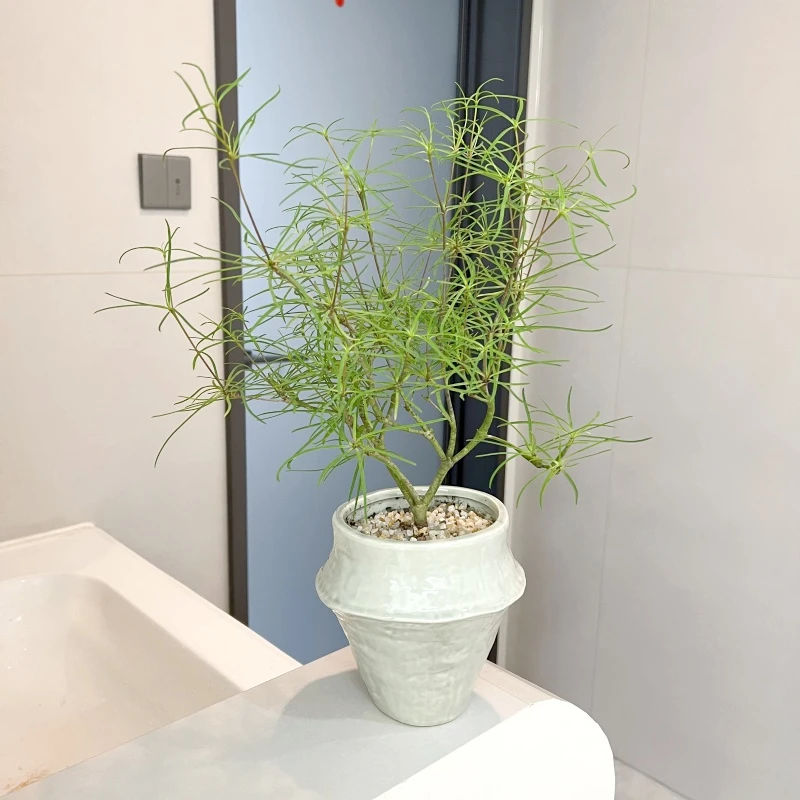【喜半阴】柳叶麒麟盆栽绿植桌面室内前台趣味观叶花卉绿植好养意境