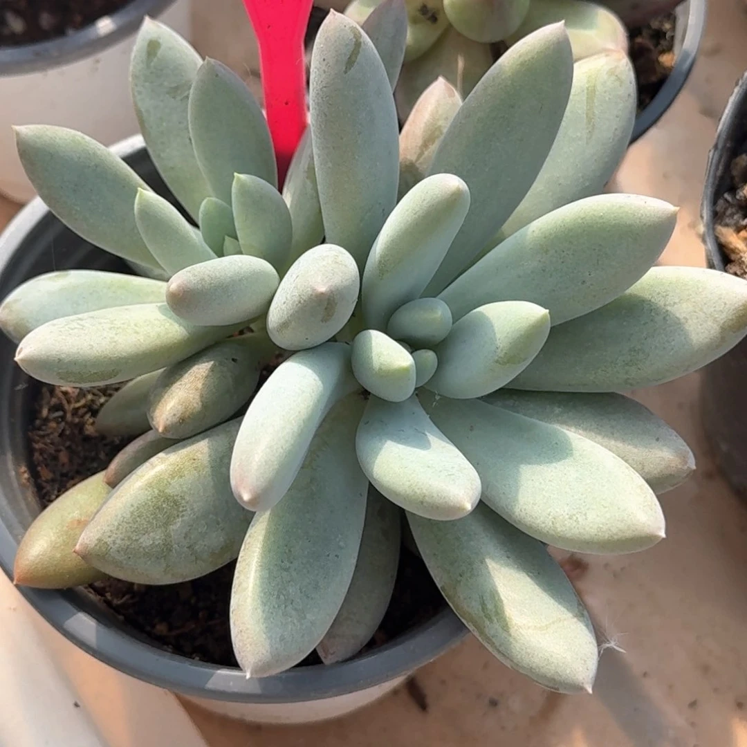 哥特彩体多肉植物276