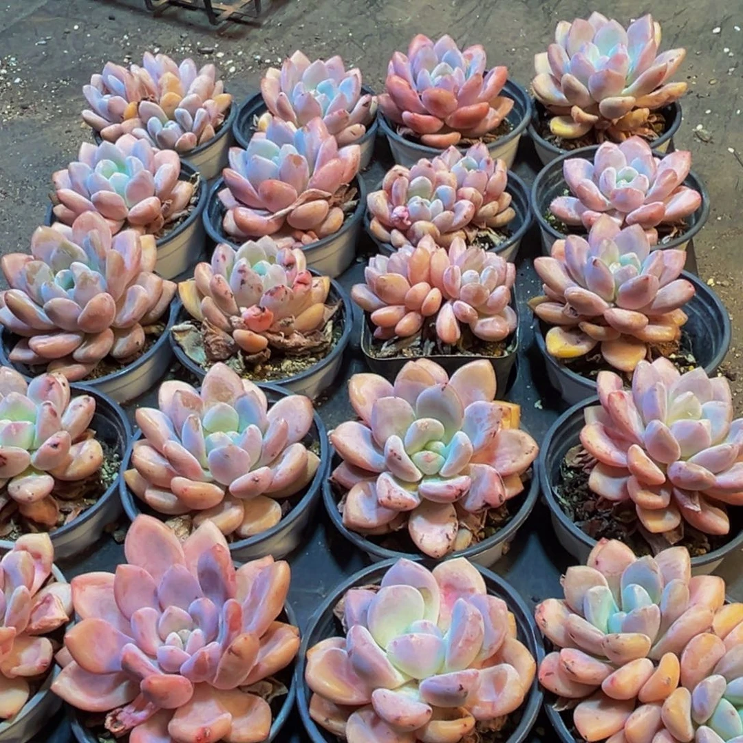 026多肉植物和植物在这里生长