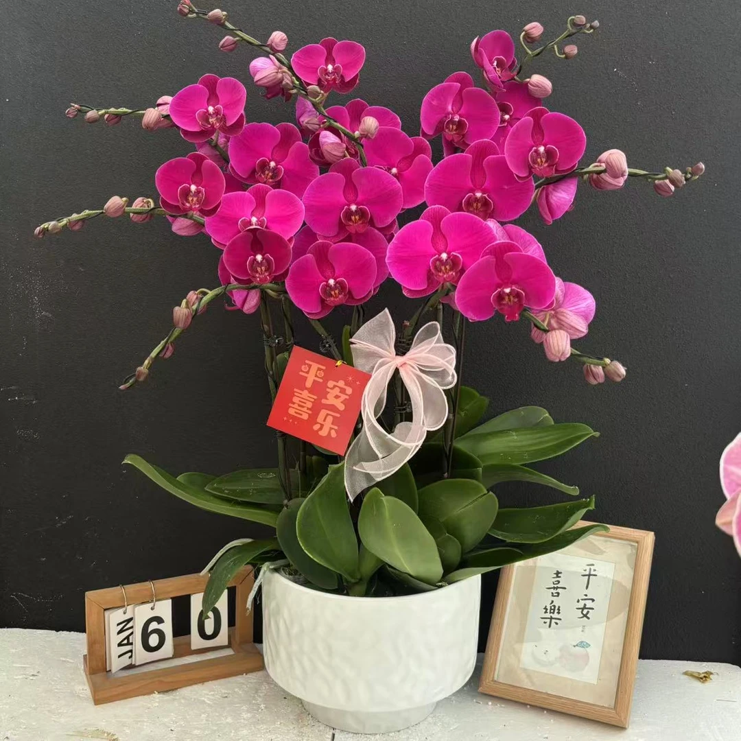 甄选（大辣椒）蝴蝶兰花卉鲜花 超大花型蜡质花  超长待机