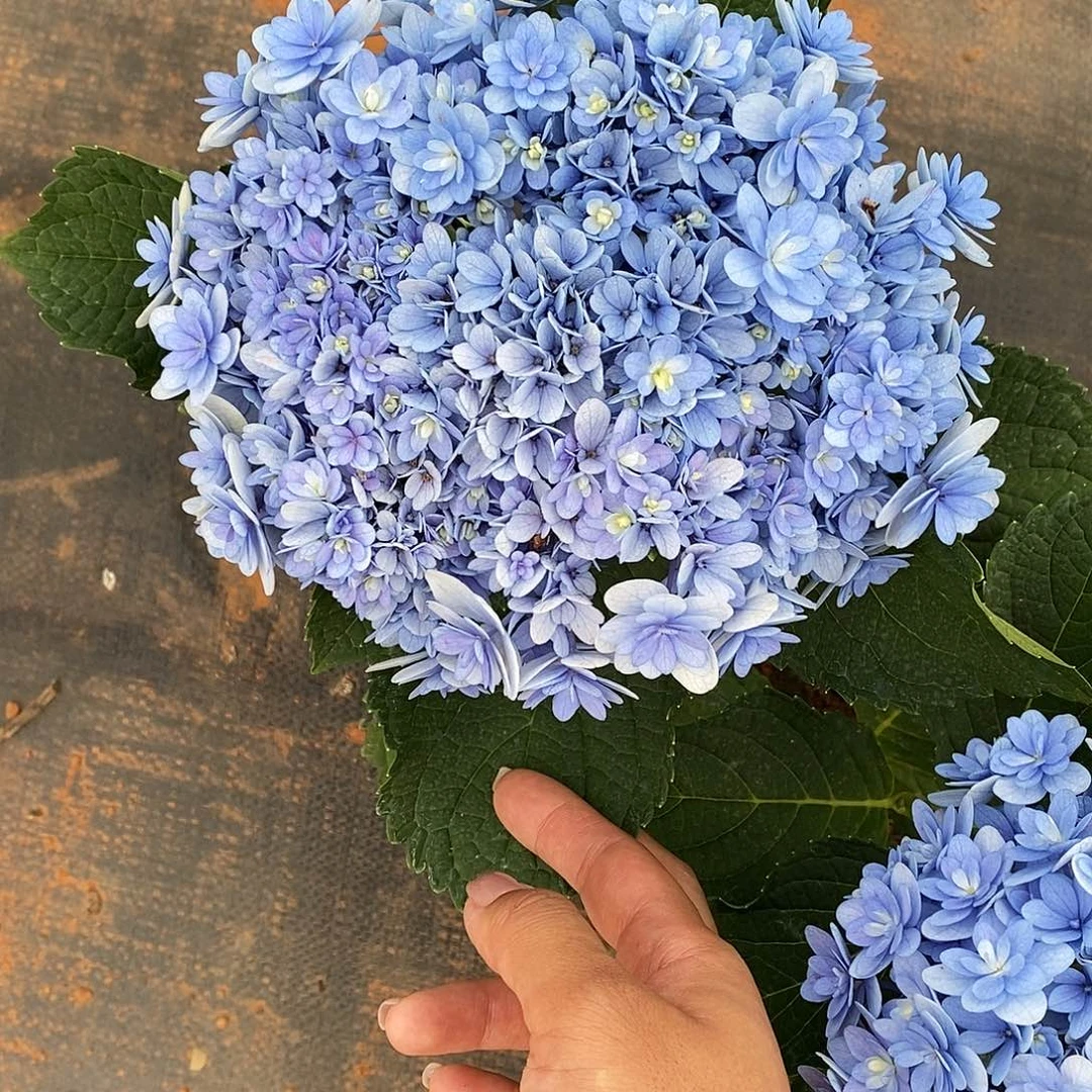 32号绣球/有色差介意勿拍（3单冷链包邮，偏远15运费发德邦）