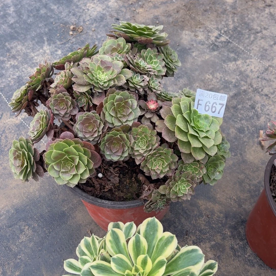 667多肉植物捧花的