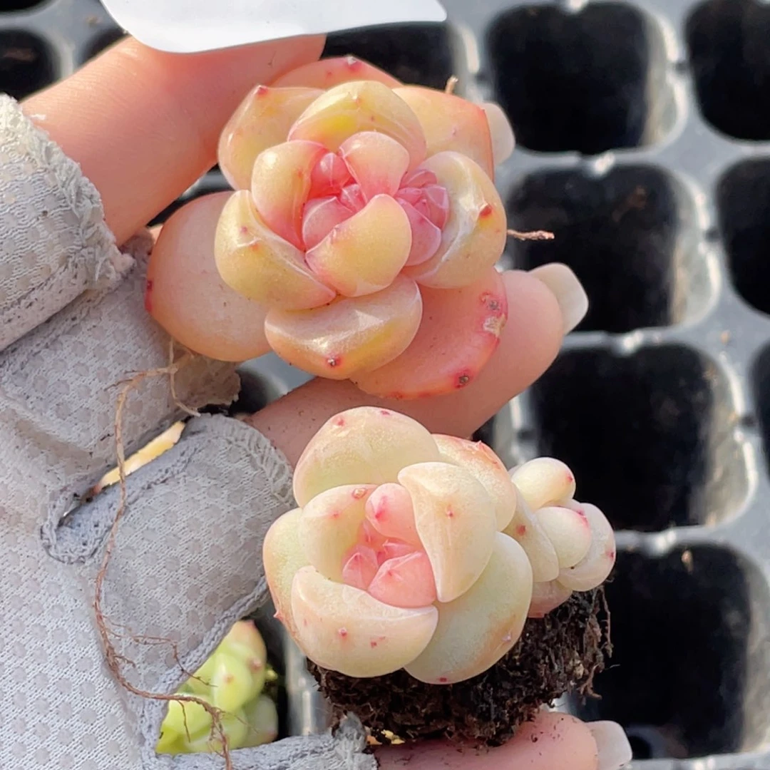 F****y592号糖心冰心珍妮2