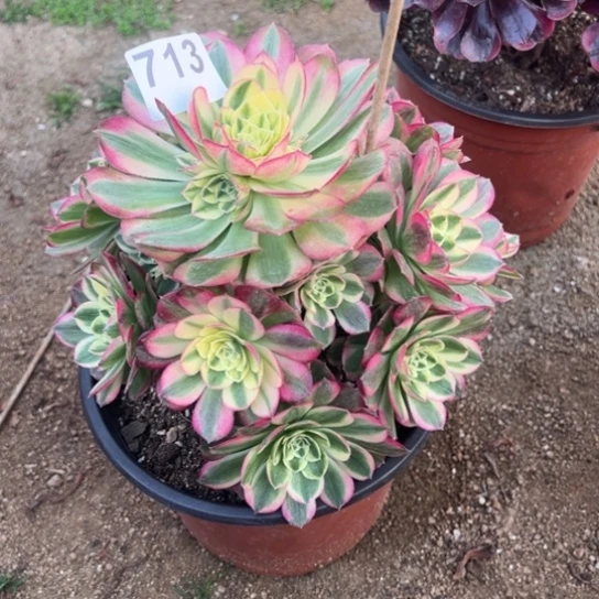 713玉资多肉植物互补