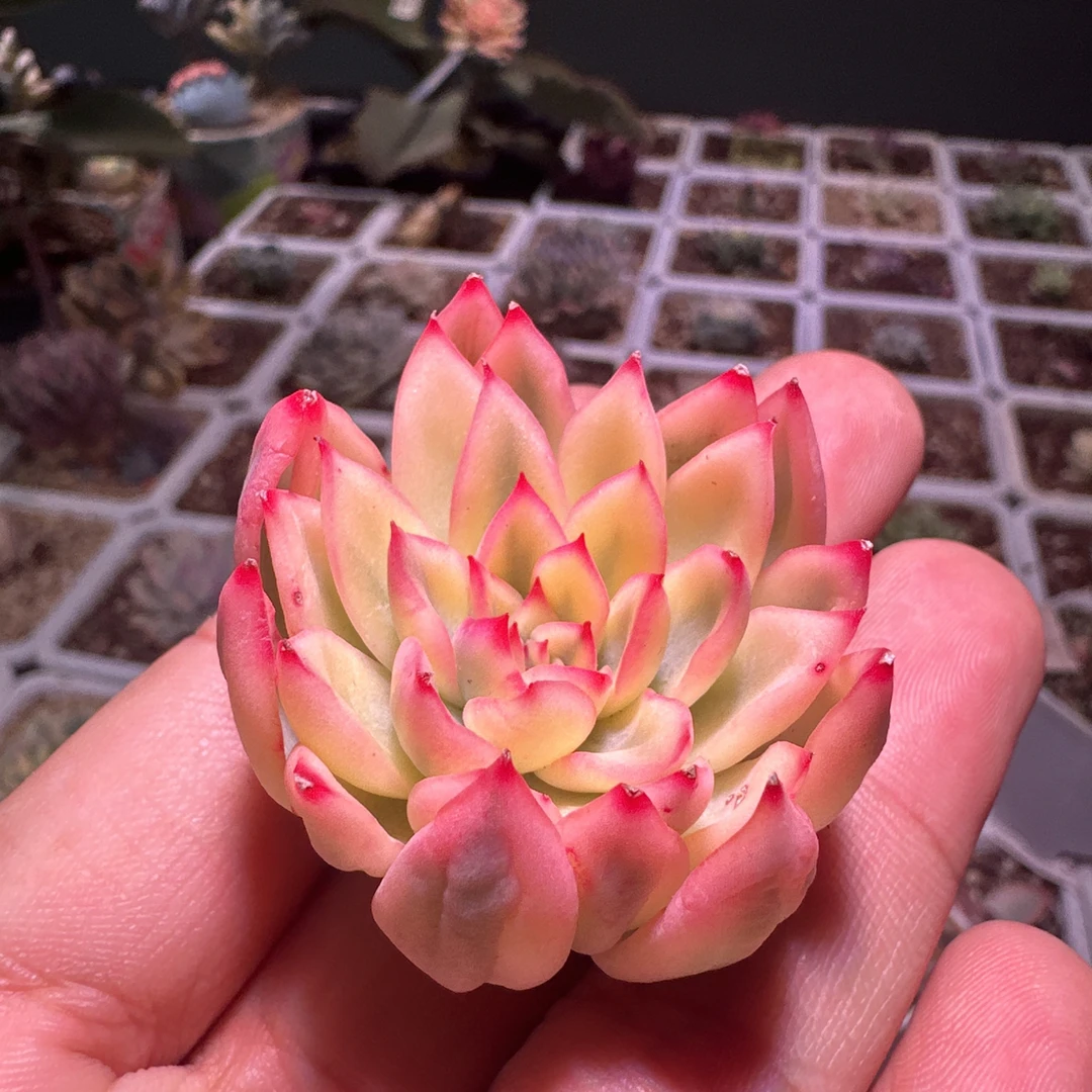 新胜奇兵锦多肉植物8096