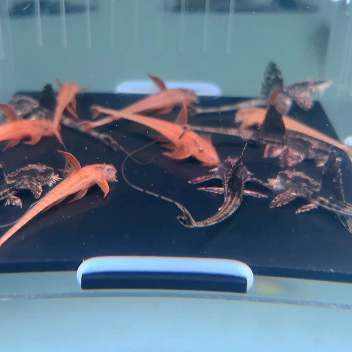 清道夫鱼红蜻蜓和黑魔神直升机各3条尺寸4-5微瑕