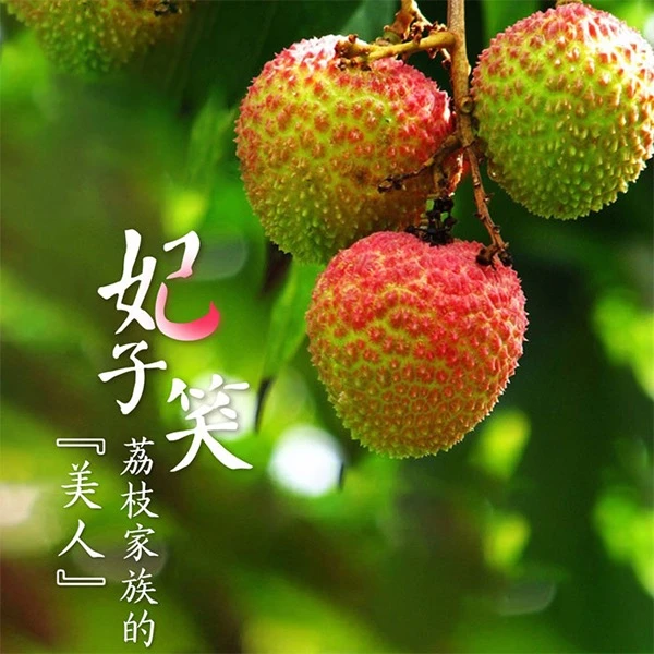【京东/顺丰冷链】妃子笑荔枝现摘核小肉厚香甜多汁新鲜BBs