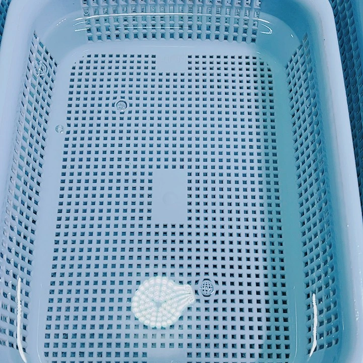 锦鲤锦鲤冷水观赏鱼