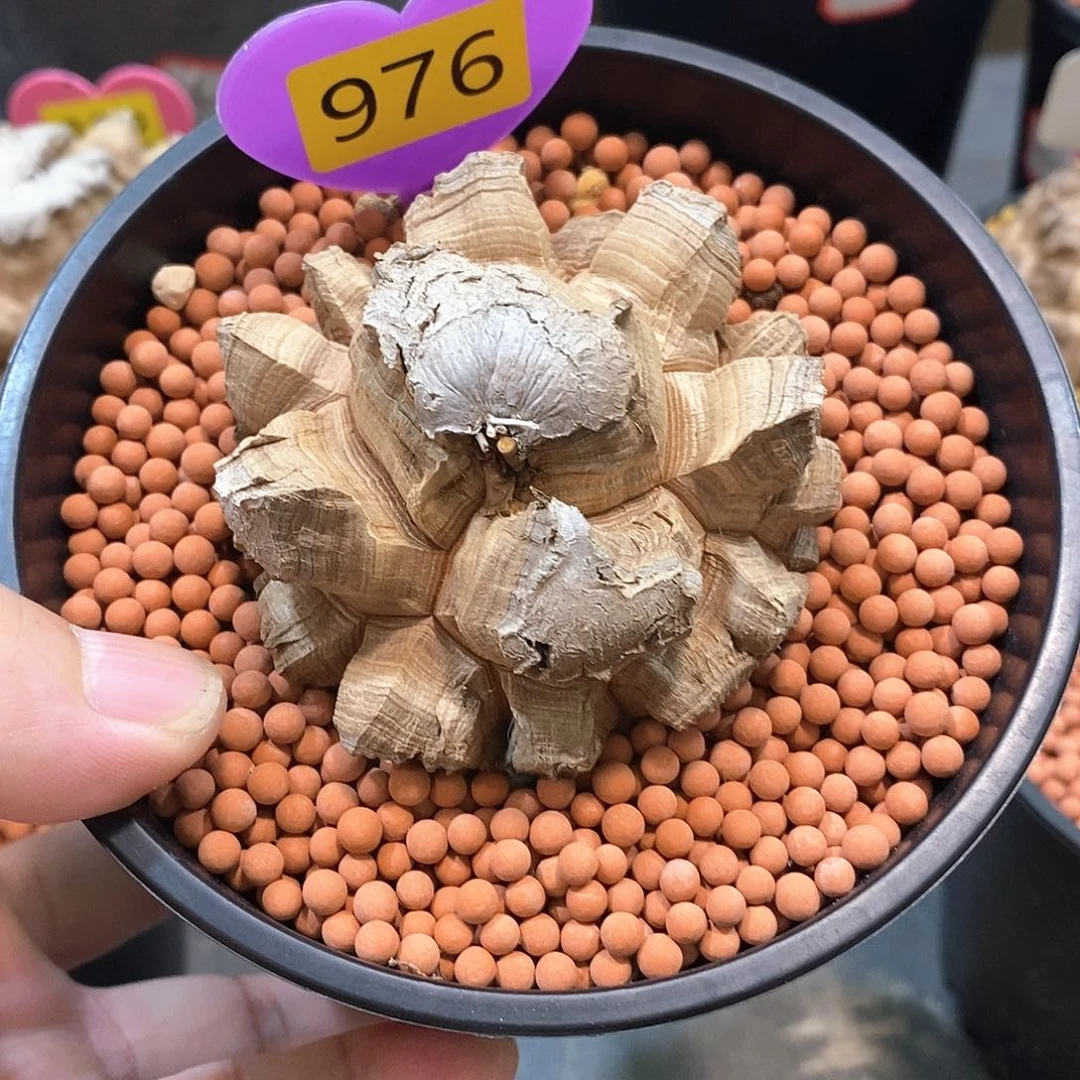 南非龟甲龙龟甲龙