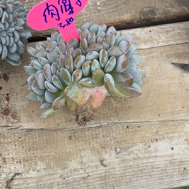 无花朵肉*子一物一拍星影缀化