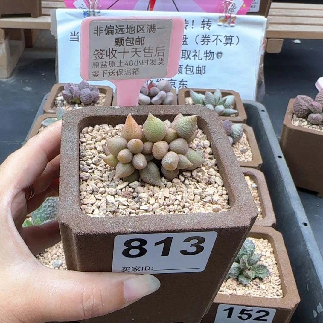 彼*花813小辣椒多肉植物