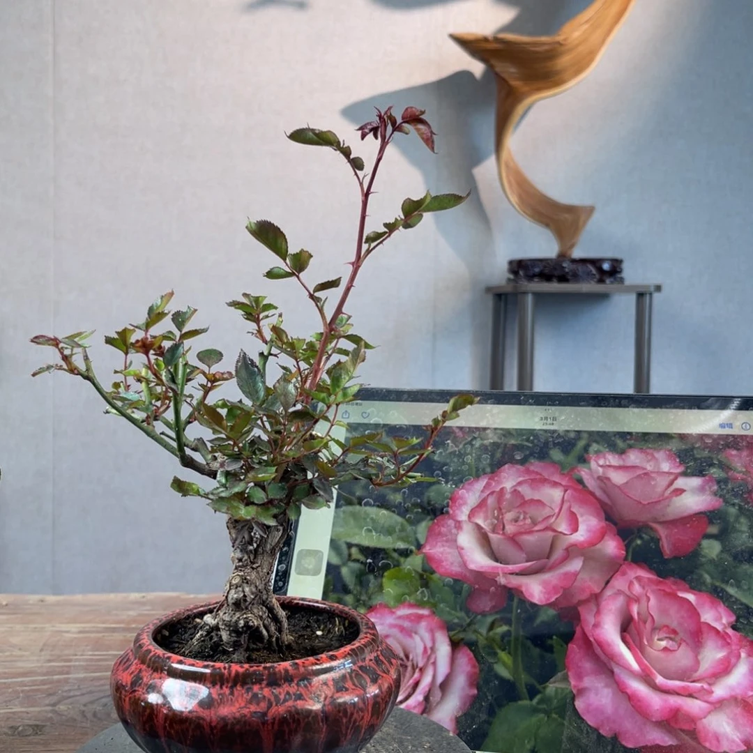 7**8微月季微月季微月季