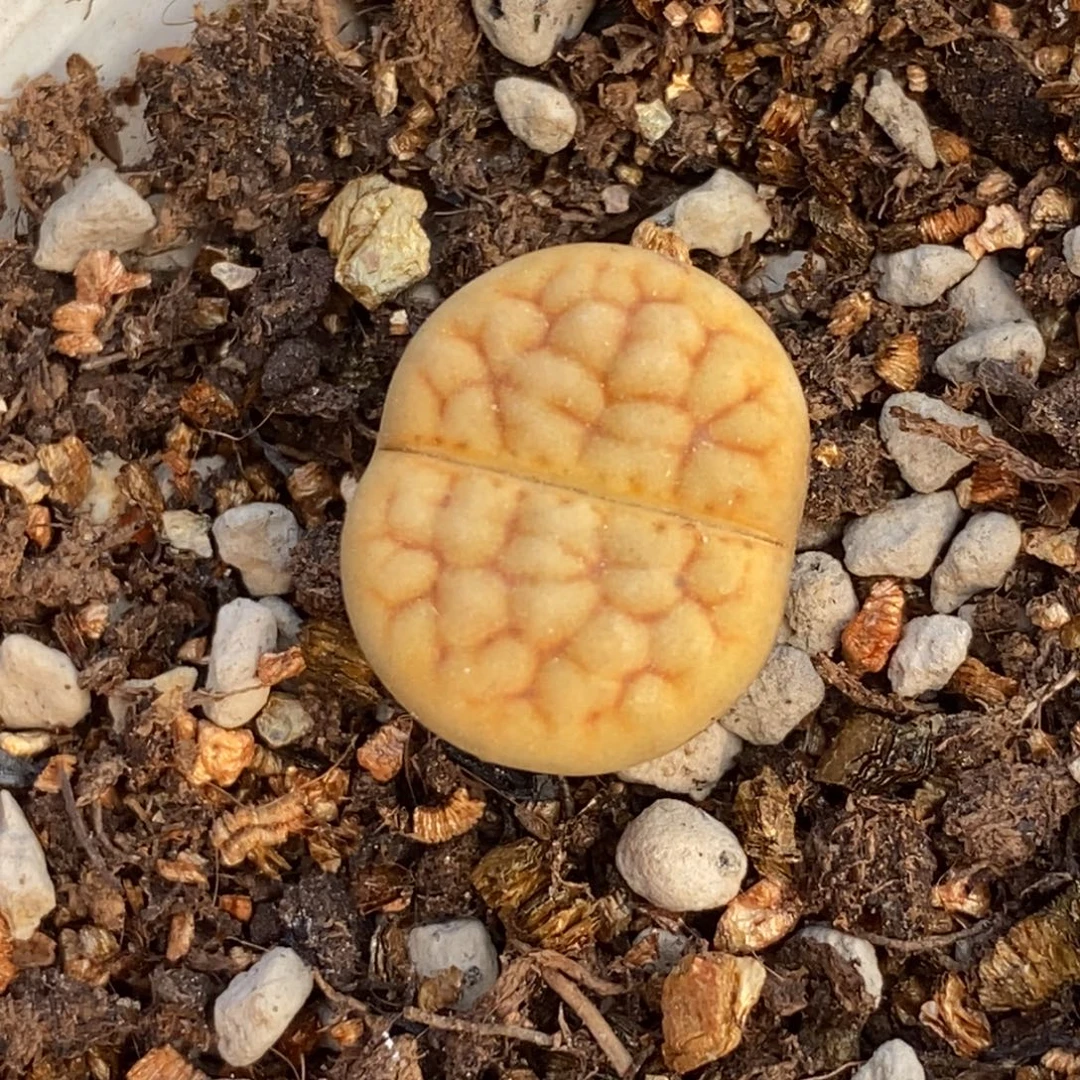 c38a黄绿富贵随机发一颗