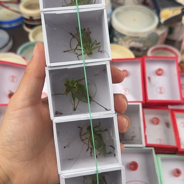 扎嘴两条包邮全品