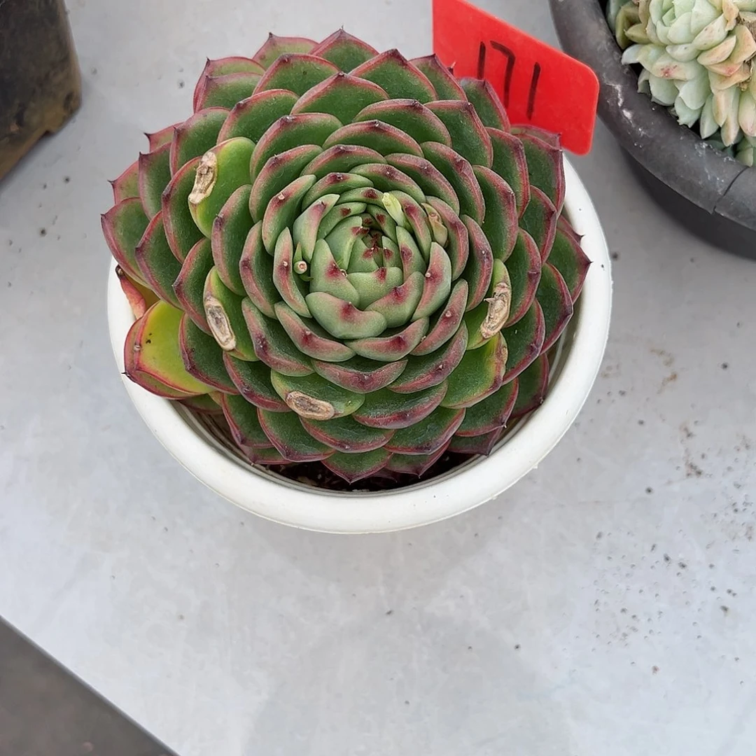 郭*苗171月亮石多肉植物