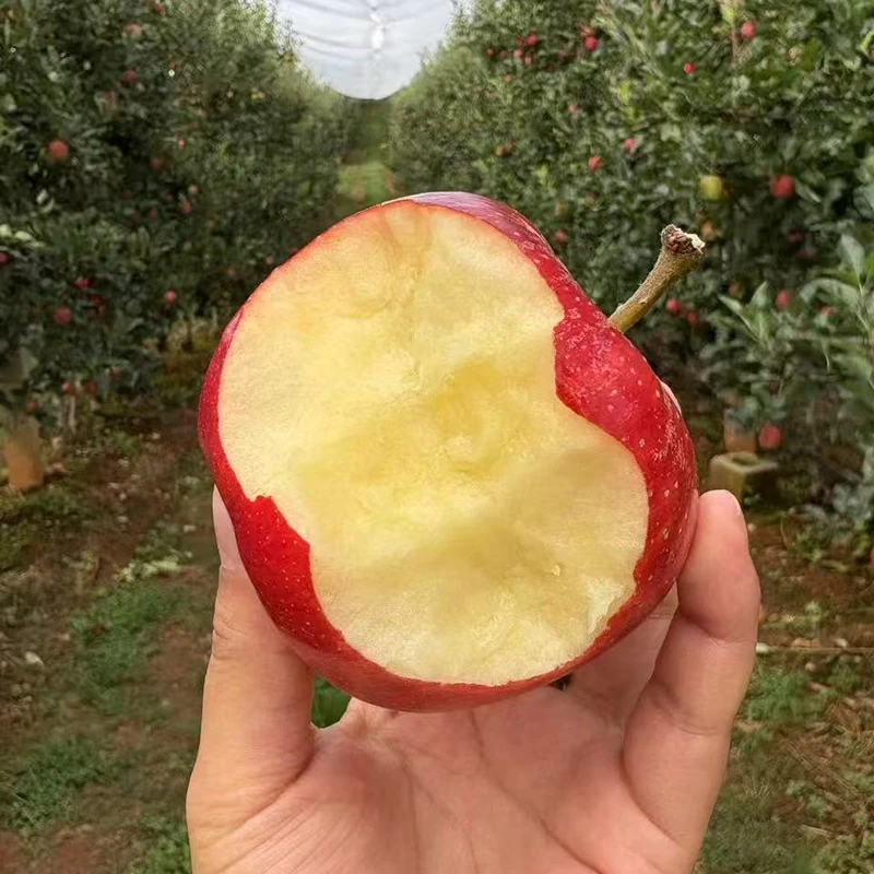 云南嘎啦米奇拉苹果  优选苹果 现摘现发