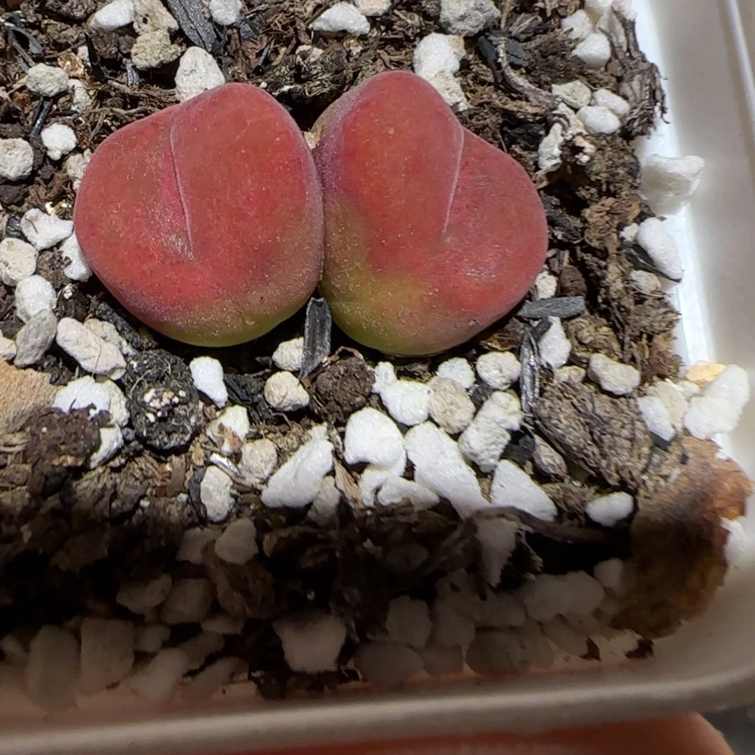 肉锥多肉植物组合-水蜜桃福利1445