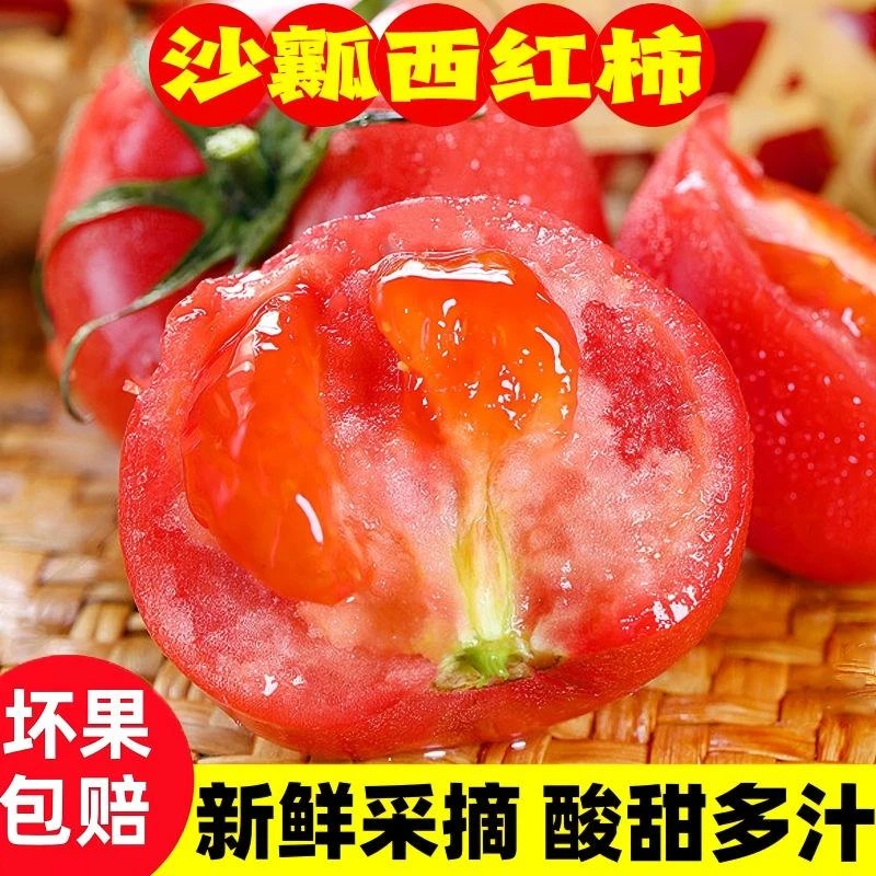 四川攀枝花生吃沙瓤西红柿露天种植3斤5斤