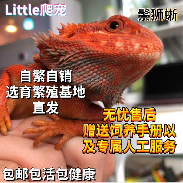 鬃狮蜥蜴红系宠物活体幼体入门级爬宠温顺不咬人柑橘超白zero