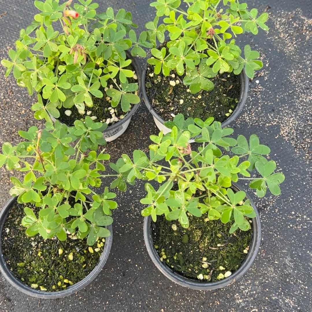 完全开放高个橙盆栽一盆