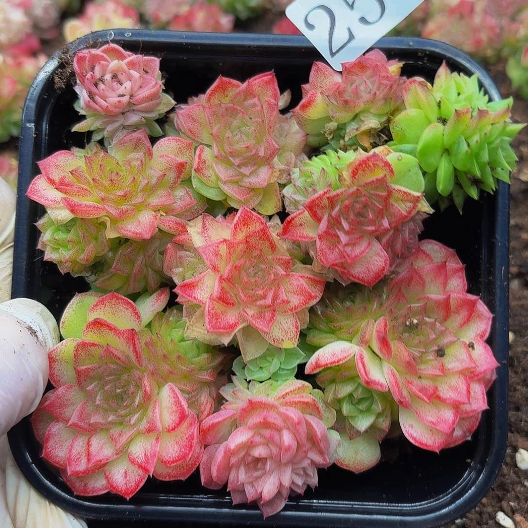 多肉植物多肉植物258